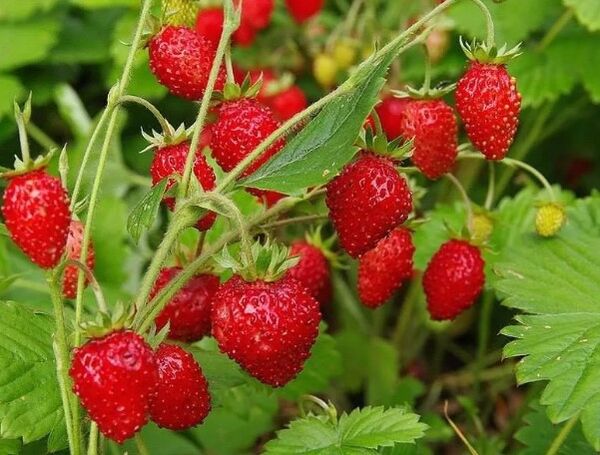 Fresas